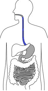 Esophagus